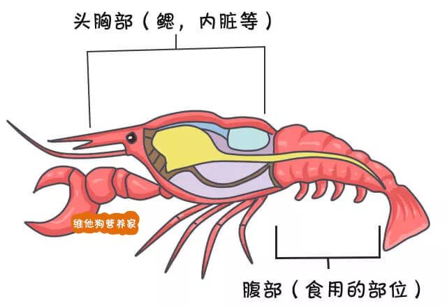 小龙虾全身除了一根肠子外 几乎没有其他器官, 所有器官都集中于头部