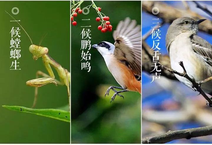 今日芒种,一年中"湿气"最重的日子来了,千万别忘了这件事!