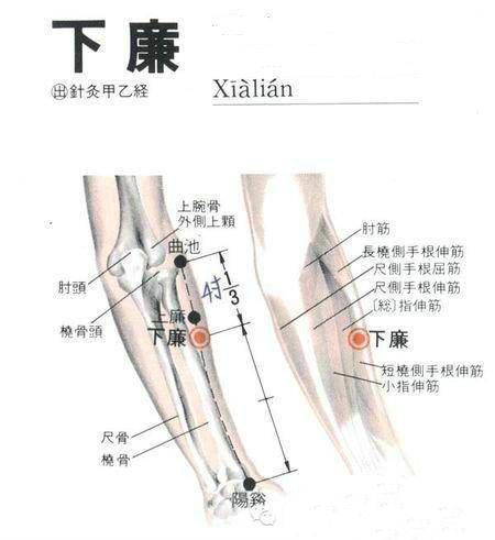 下廉穴准确位置图和作用