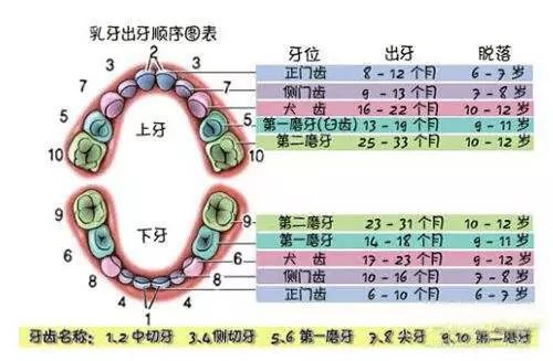 宝宝的长牙的月龄与长牙的顺序