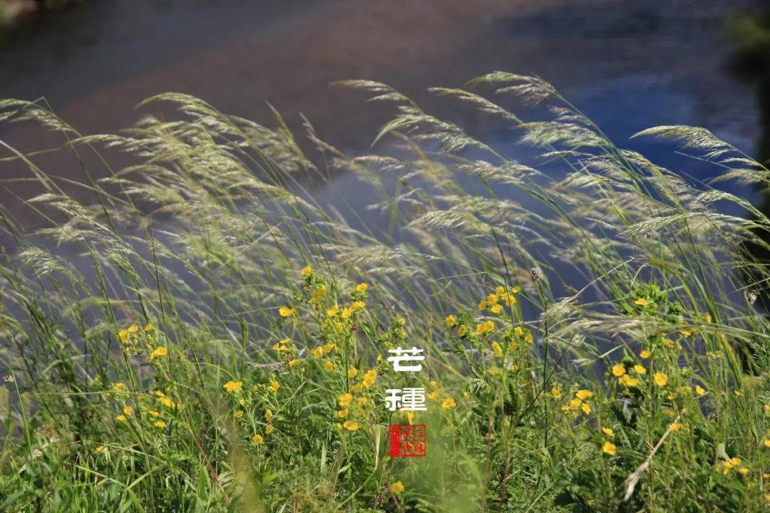 芒种醒话,夏日田园里的古典耕读生活