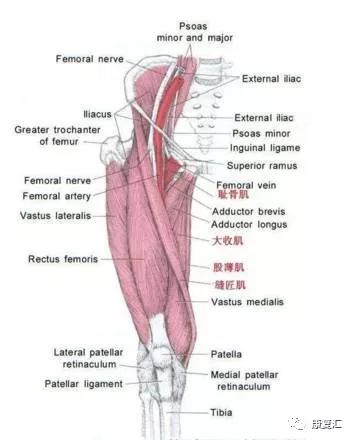 2)髋屈肌(股直肌,阔筋膜张肌,髂腰肌,缝匠肌)从前施加向下的力.