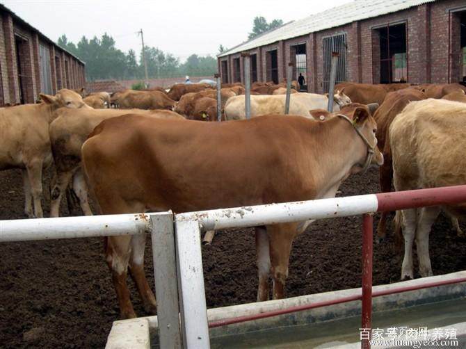 肉牛养殖提示:夏秋季节如何预防肉牛毒梭菌呢?