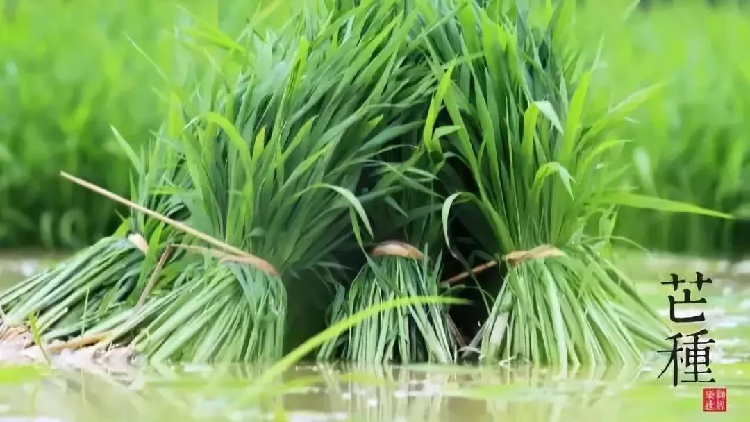 芒种好节气 养生正当时