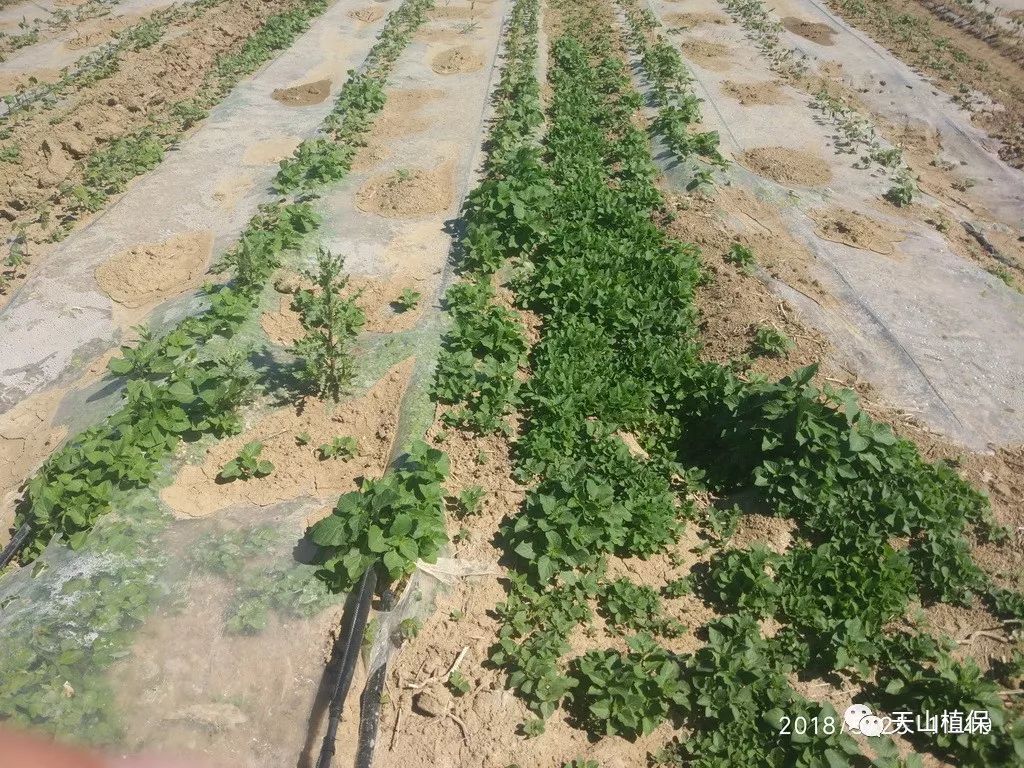 根据近期微信群反映及田间实际调查来看,龙葵在部分棉田发生密度较大