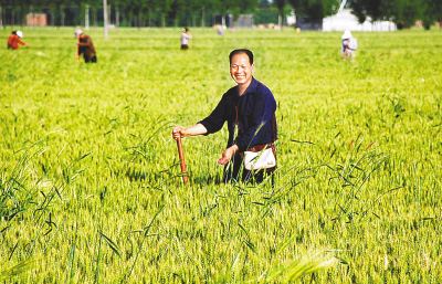 今天!咱老百姓的好节日―芒种!