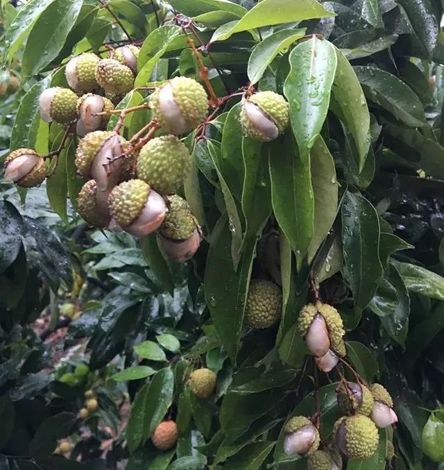 但可能还要二次登陆!一场暴雨吹裂了东莞近3成荔枝.