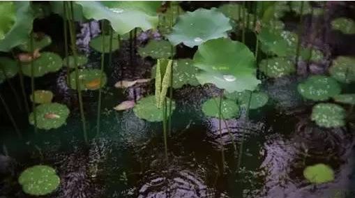 时雨   