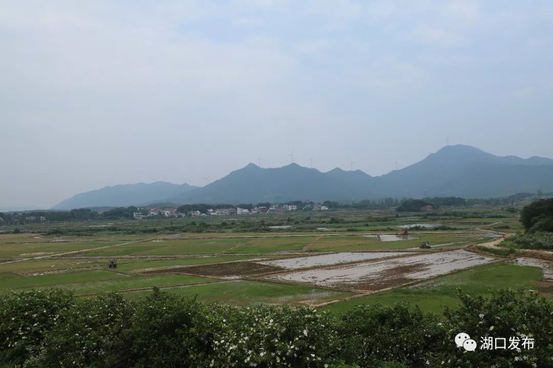 时近芒种,武山镇万亩栀子花开,漫山遍野香气扑鼻.