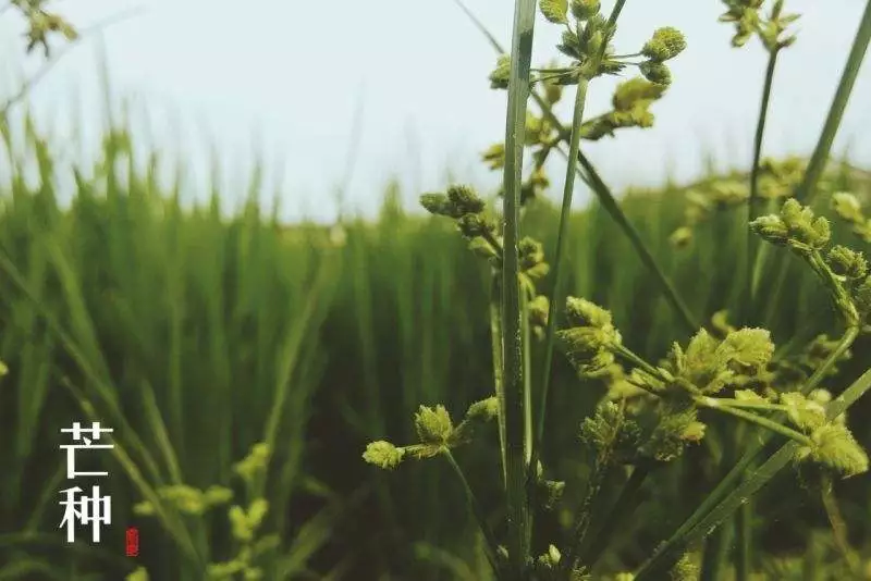 芒种| 心不忙,花满仓