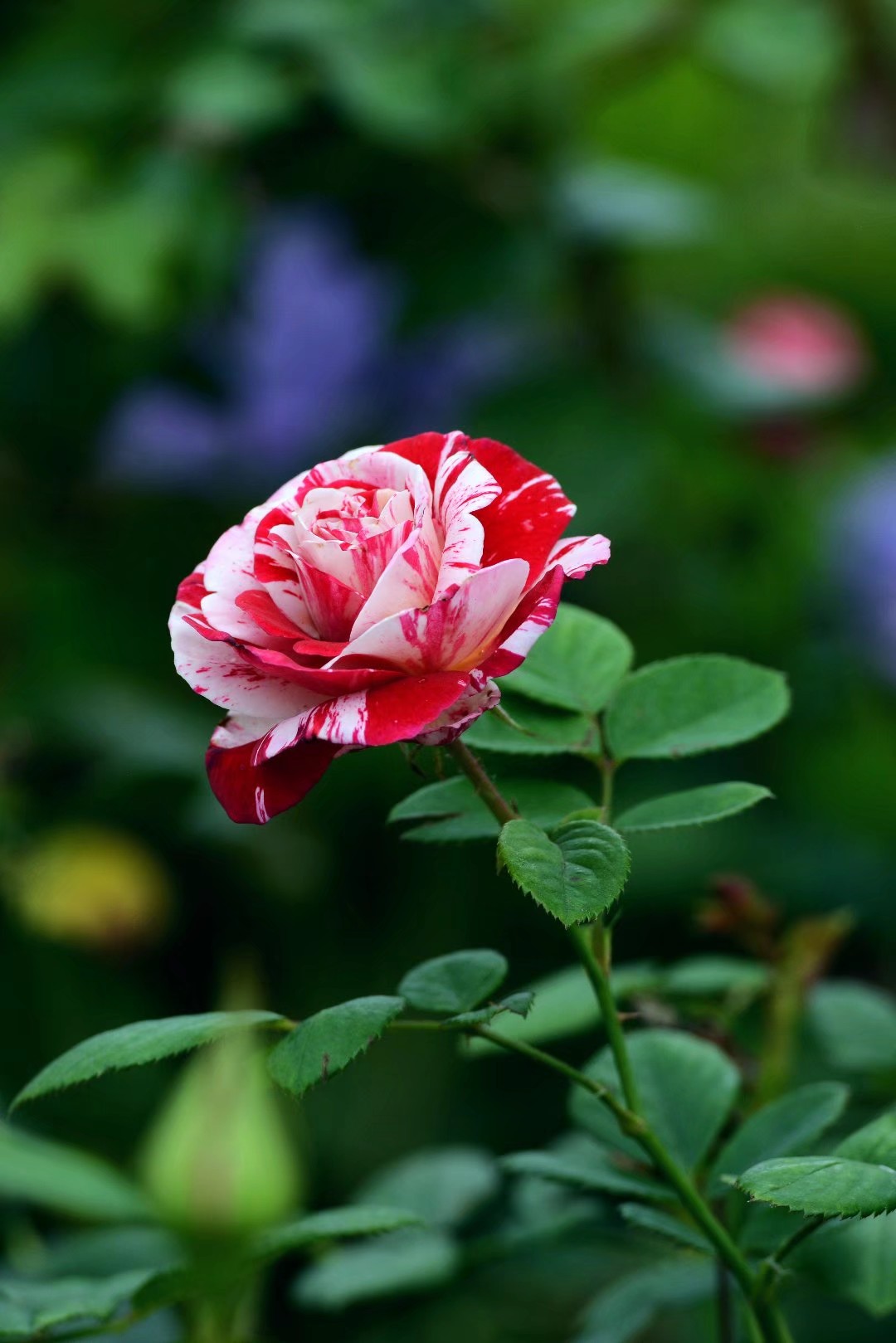 初夏的阳光爱抚下,向往一朵玫瑰花的爱情