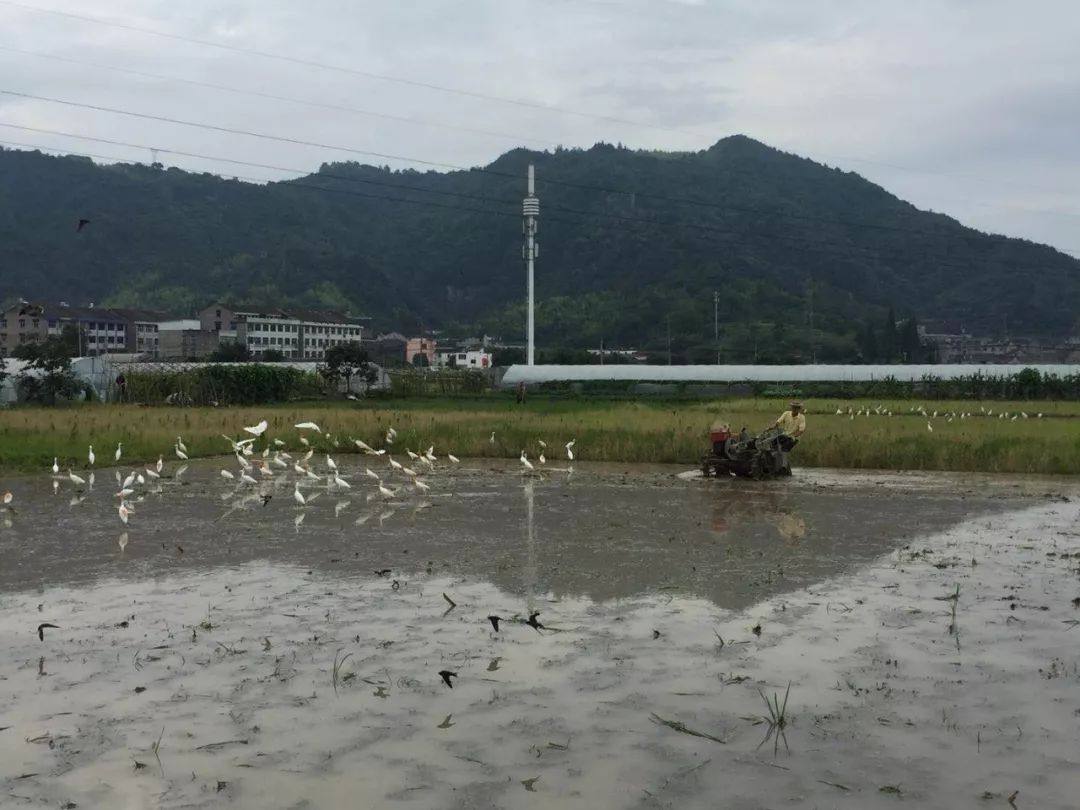 郭溪河头村一大波白鹭齐飞,划出绝美风景线!