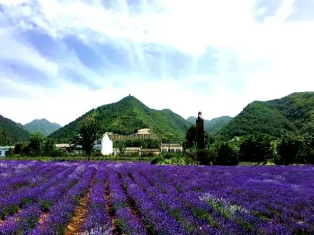 美翻!距离西安1小时,竟然藏着9处媲美普罗旺斯的薰衣草花海!