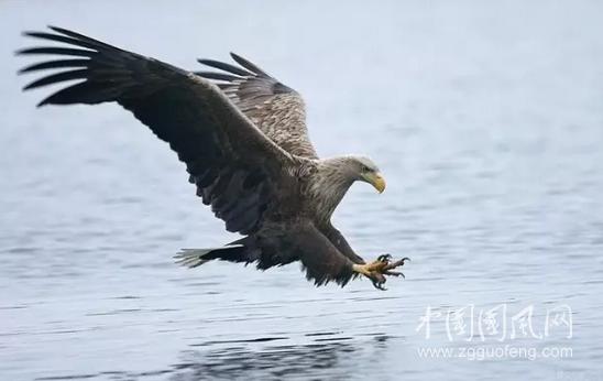 鹰的飞翔(文/海狼)