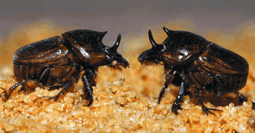 蜣螂是一类腐食性昆虫, 它们吃死尸腐肉, 更喜欢吃动物的粪便