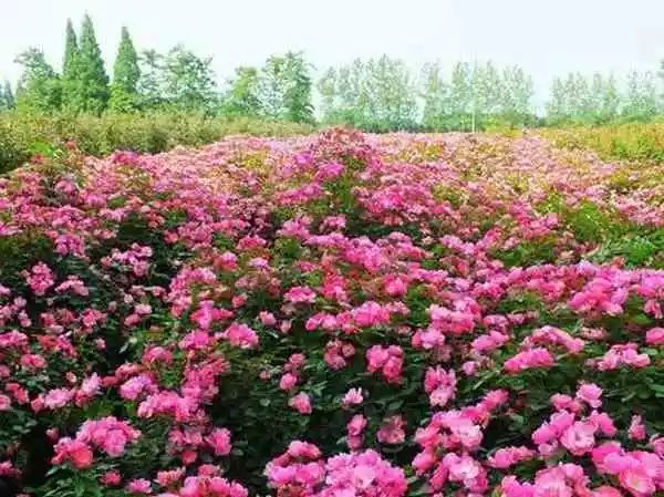 妙峰山玫瑰花以其朵大, 色艳,味浓,含油量高, 品质优异,经济价值高而