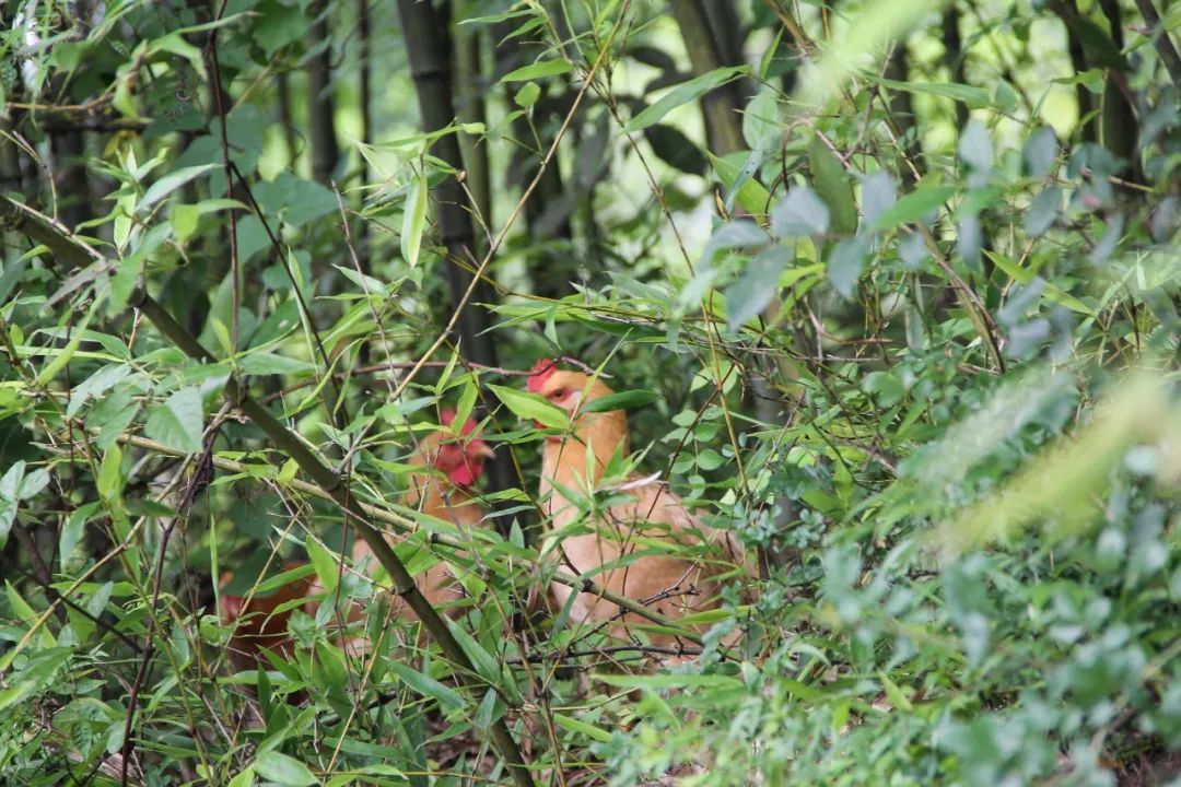 诸暨有个地方竟然叫猪头山有美景有农庄还有一大波美食