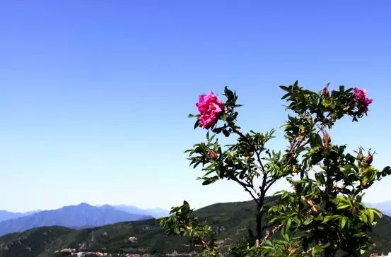 涧沟村一带栽培玫瑰花, 妙峰山玫瑰花以