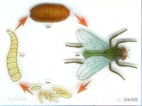 家蝇是完全变态的昆虫,生活史主要包括:卵,幼虫,蛹及成虫4 个时期.