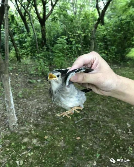 看这个小鸟的嘴巴黄黄的,就知道是个幼鸟,可能是在练习飞翔,结果不