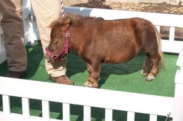 太可爱了吧！你见过世界上最小的马吗，萌翻众人！