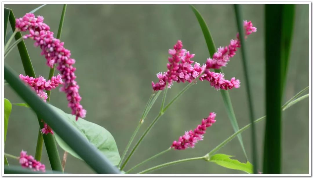 蓼子花独自静默的开