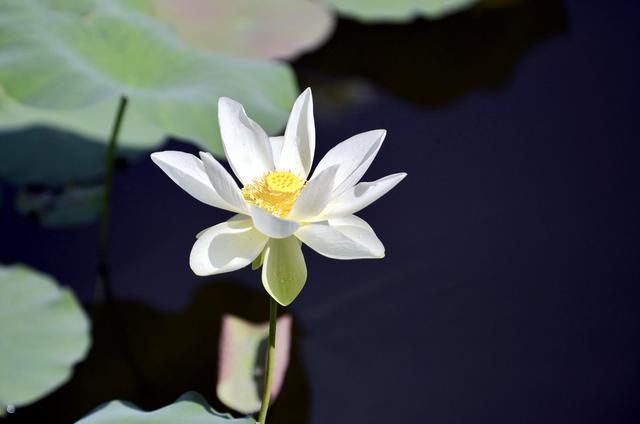 淡雅白莲禅意空灵,古寺夏荷相映成趣