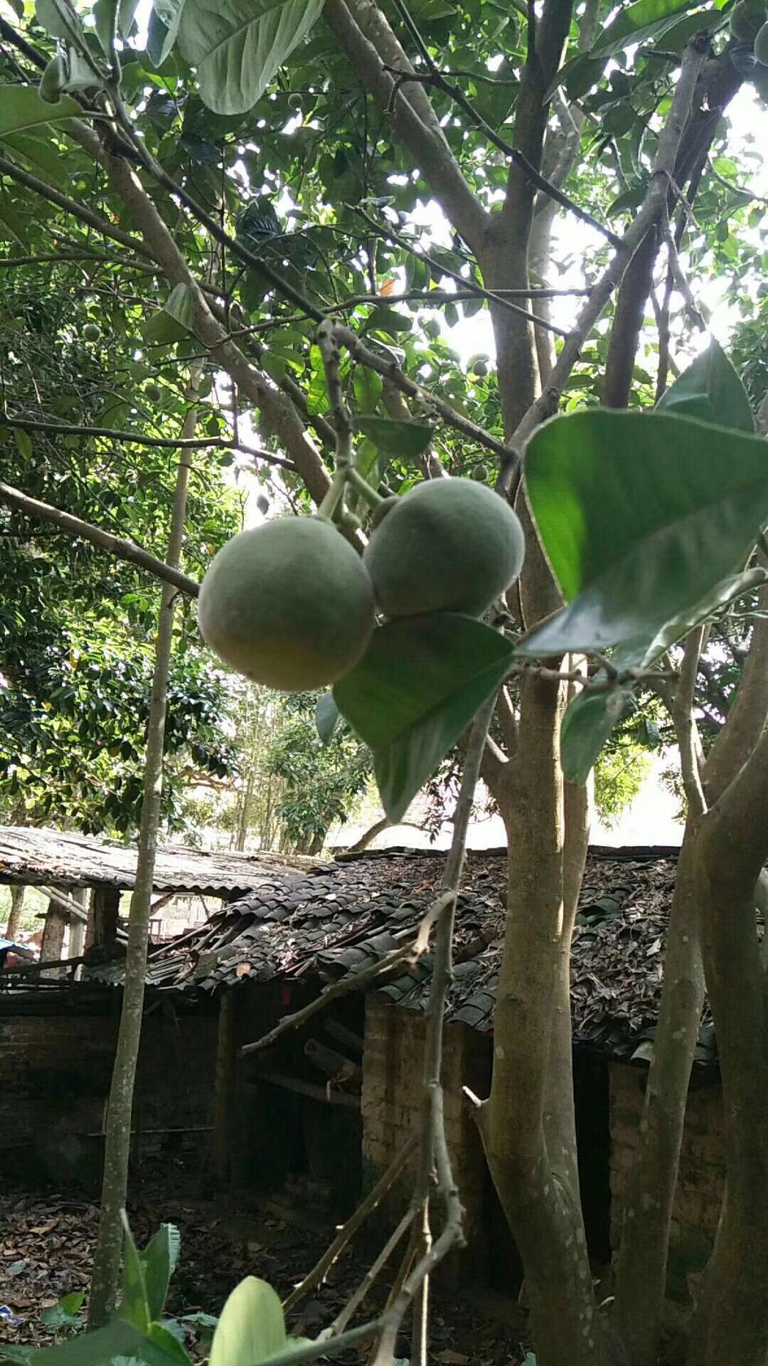 空气能七爪橘红烘干机烘干快效果好