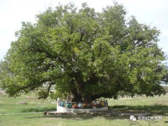 85棵中国最美古树完整图片!最高树龄5000年!