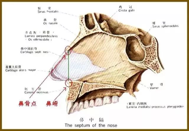 干货| 整形美容须知的鼻部解剖