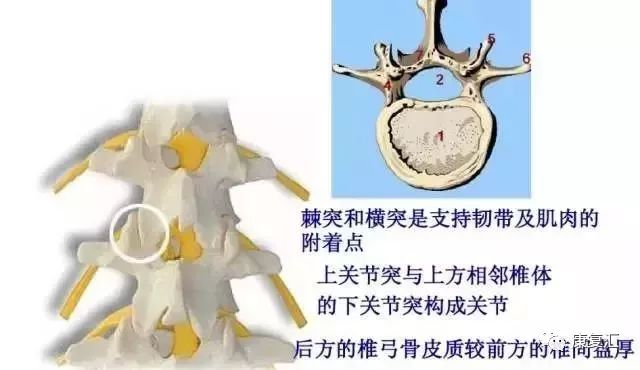 【系统解剖】腰椎及腰部的层次图解