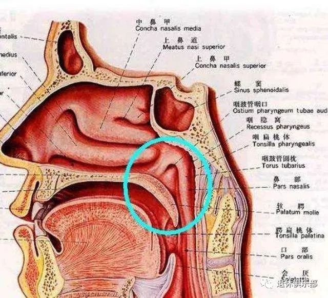 会厌炎:会厌位置特殊,不借助工具肉眼是看不见它的,如果感到嗓子