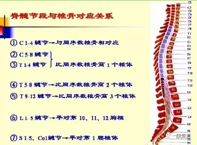 【系统解剖】腰椎及腰部的层次图解