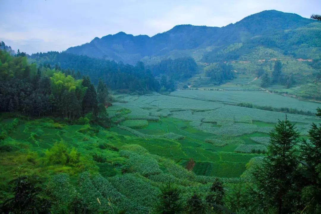 这个夏天走进丽水畲乡景宁大山深处的"云中桃源,揽尽一夏清凉