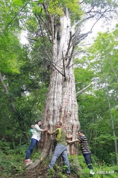 85棵中国最美古树完整图片!最高树龄5000年!