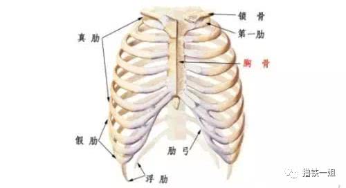 我们身体前侧的第7-10根肋骨是真肋,是与胸骨相连的.