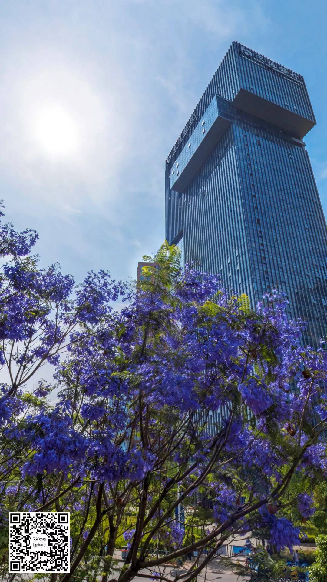 全景lgphoto 昆明蓝花楹-爱上这座城