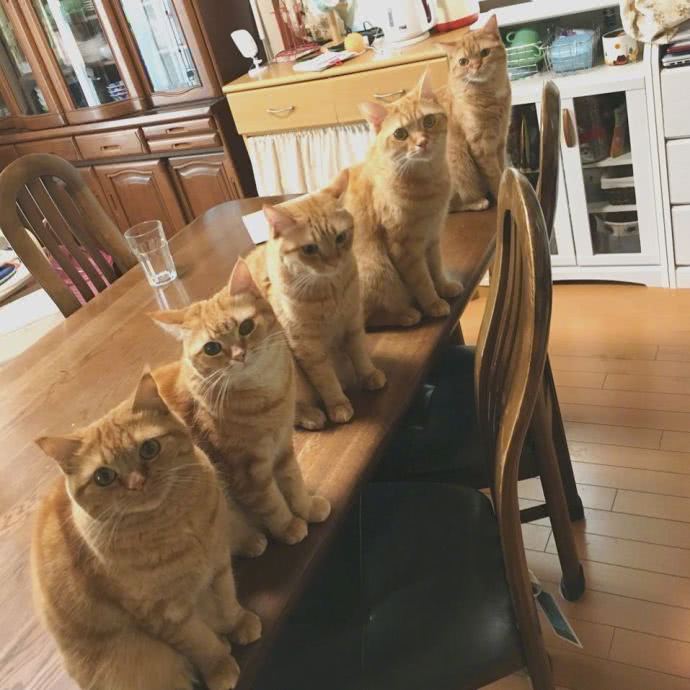 大叔家养了5只橘猫,每天吃饭的时候"压力山大",网友