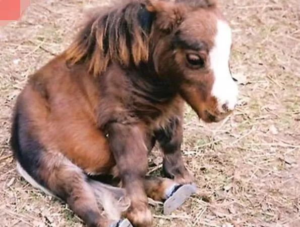 太可爱了吧！你见过世界上最小的马吗，萌翻众人！