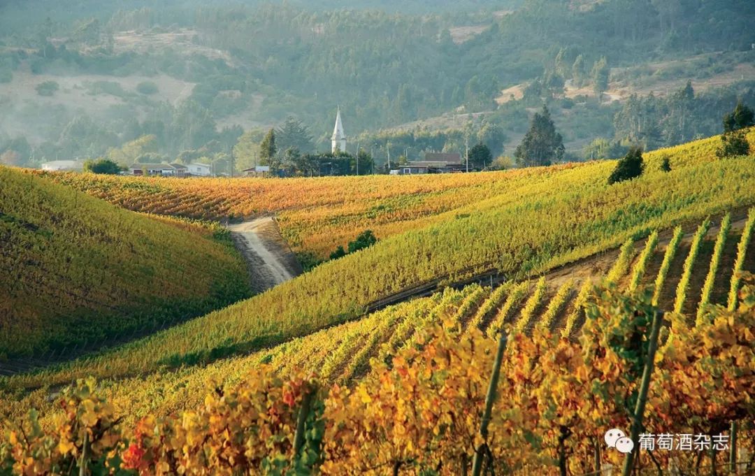 美食 正文  空加瓜谷(colchagua valley)是智利最有名的葡萄酒产区之