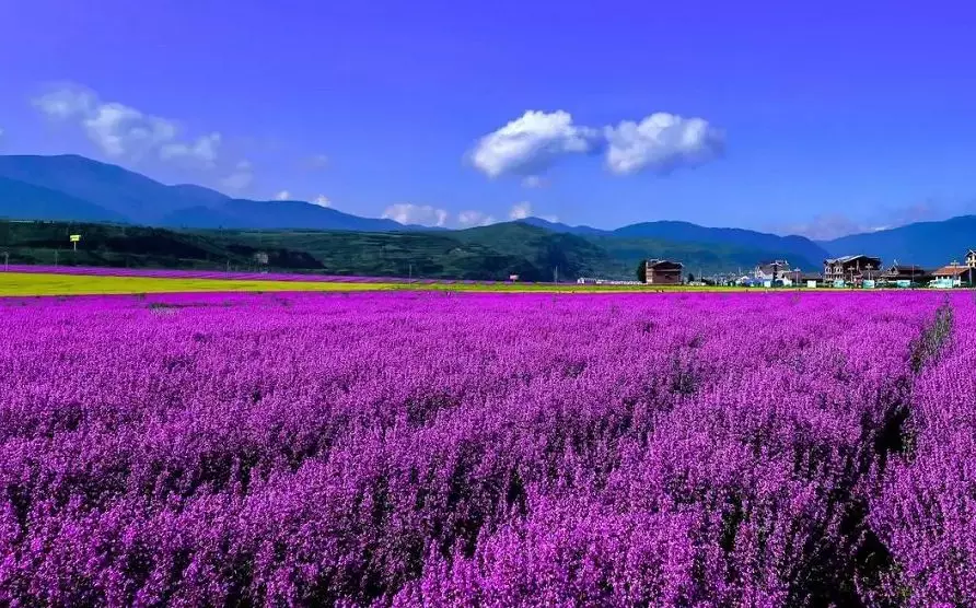 川主寺镇的薰衣草基地,是松潘县打造天堂香谷的一部分.