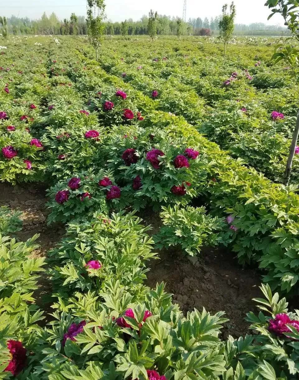 美食 正文  牡丹栽培管理技术得当,植株生长健壮,株龄延工,花大色艳