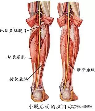 解剖—小腿肌
