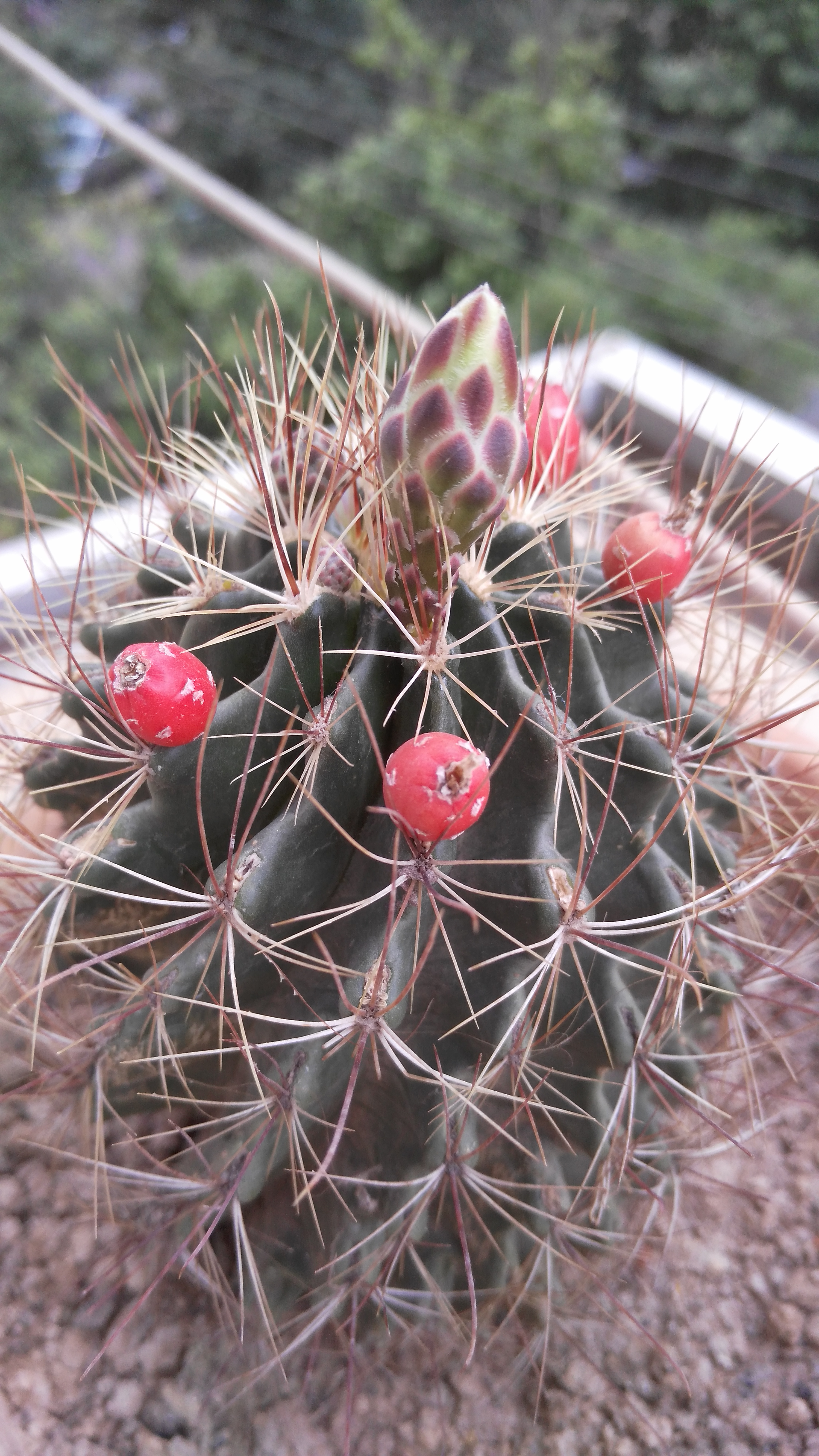 仙人球开花全过程