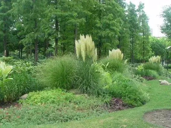 干货丨走近观赏草植物造景