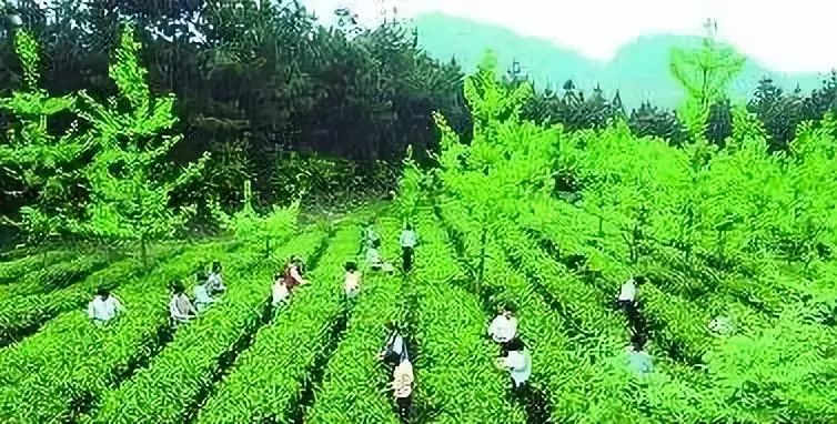 利用林下套种茶叶,使林木与茶树融山体景观,人文景观,自然生态景观为