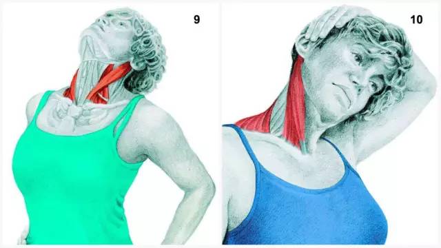 9,颈部伸展拉伸 锻炼部位:胸锁乳突肌 10,手压颈部侧曲 锻炼部位:胸锁