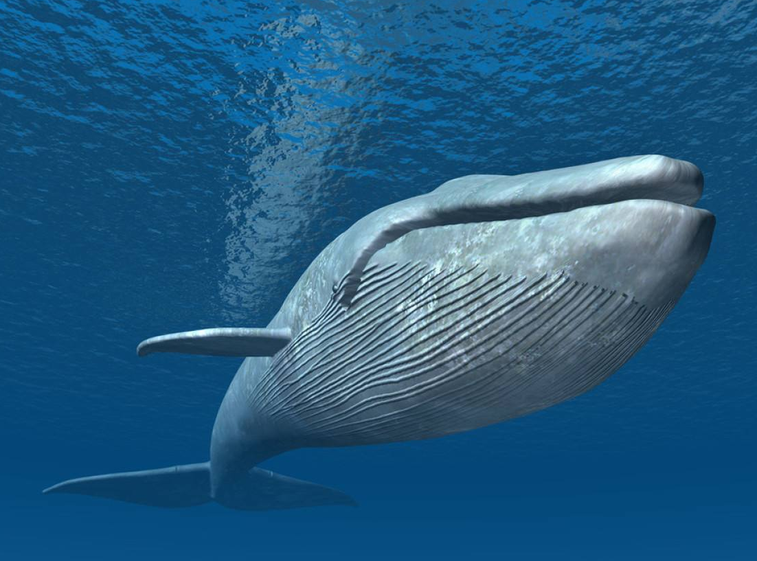 蓝鲸长达30米是真的吗?为何多年来未发现这么大的?