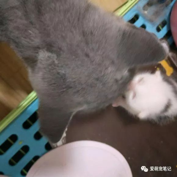 女孩带着小奶猫去认妈 猫妈看了一眼就接受了 网友 确认过眼神