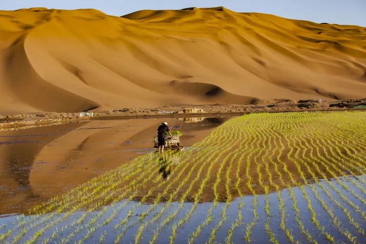 《沙漠水稻》      